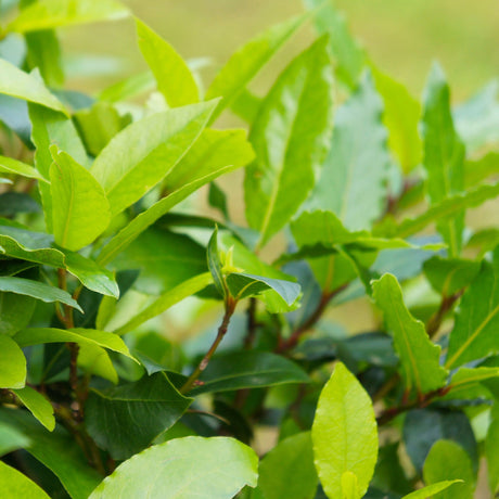 Closeup of bay laurel foliage