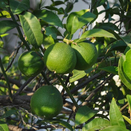 Persian 'Bearss' Lime Tree - NationwidePlants.com  