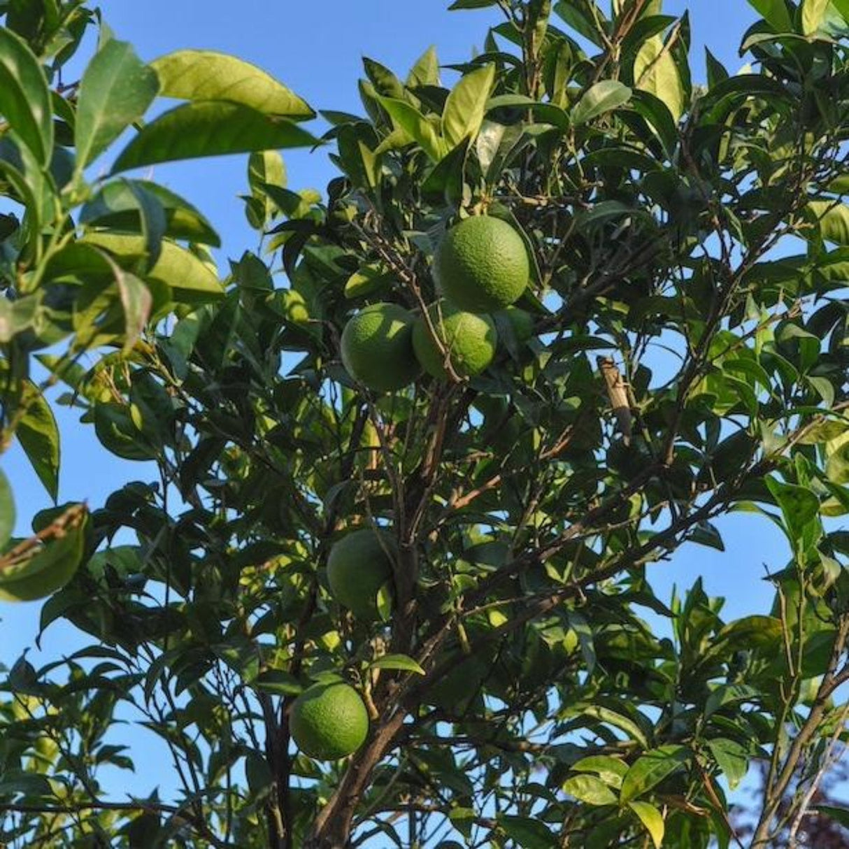 Persian 'Bearss' Lime Tree - NationwidePlants.com  