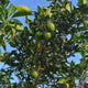 Persian Bearss Lime Tree fruit