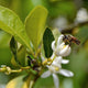 Persian Bearss Lime Tree flowers