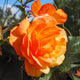 Orange Double Begonia Tuberhybrida flower with dark green foliage 