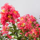 Close-up of bright raspberry-pink crape myrtle flowers against a neutral background.