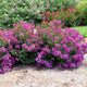 Row of Grape Bellini Crape Myrtle shrubs in a garden setting. The plant is in bloom, with clusters of vibrant purple-pink flowers covering the bush. 