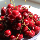 Pile of fresh Bing cherries with deep red, glossy skins, displaying a rich, juicy appearance. The cherries are heaped together, their thin green stems adding contrast to the vibrant red color. The sunlight highlights their smooth, shiny surfaces, making them look particularly ripe and ready to eat.