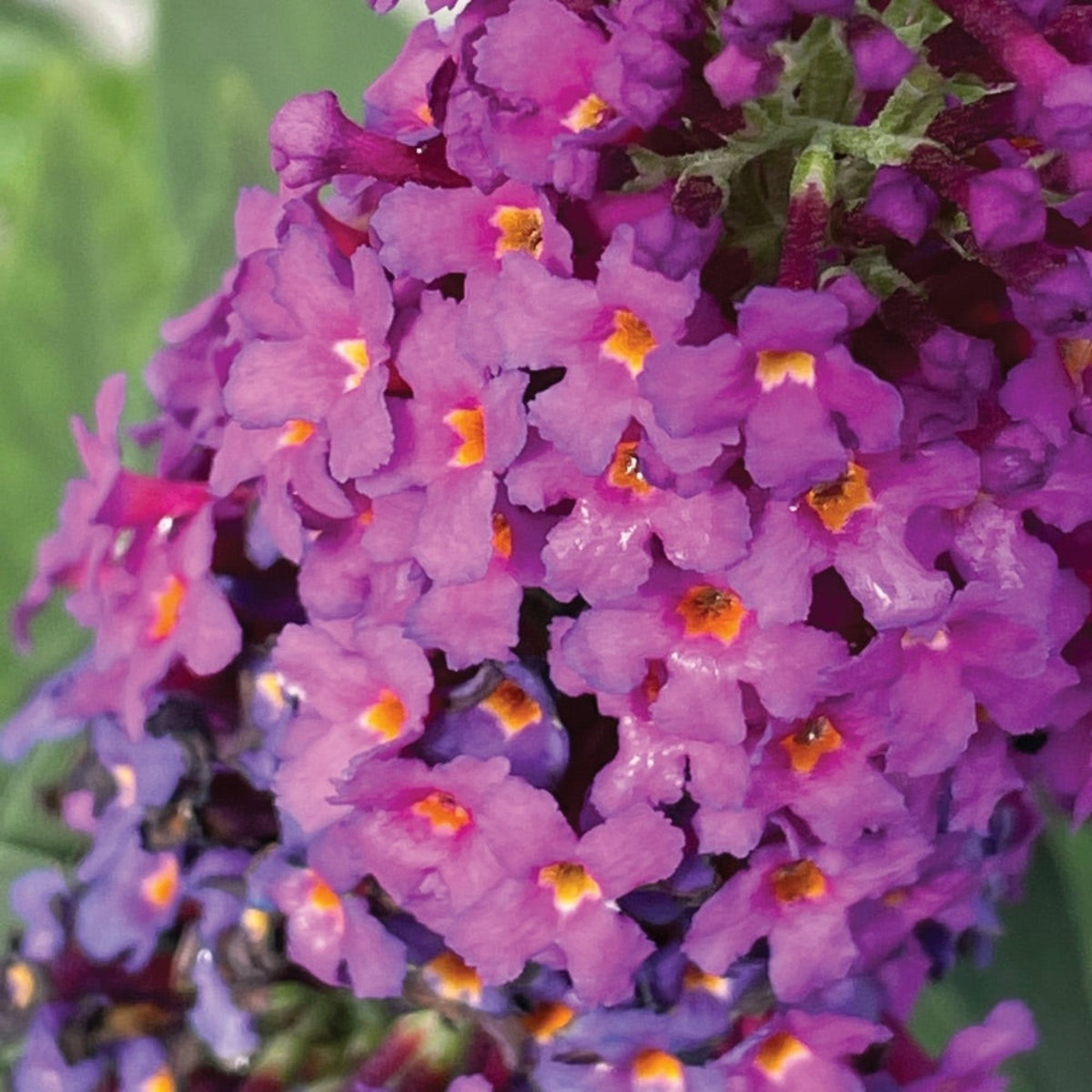 A close-up of purple butterfly bush flowers with orange centers against a green background.