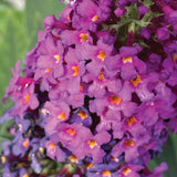 A close-up of purple butterfly bush flowers with orange centers against a green background.