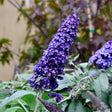 Close-up of a Black Knight butterfly bush flower spike with densely packed, deep purple blossoms. Each tiny flower has an orange center, creating a striking contrast within the vibrant purple cluster. The thick, cone-shaped bloom stands out against soft green foliage, with a blurred natural background that highlights the intricate beauty of the flower.