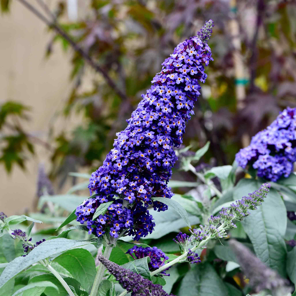 Close-up of a Black Knight butterfly bush flower spike with densely packed, deep purple blossoms. Each tiny flower has an orange center, creating a striking contrast within the vibrant purple cluster. The thick, cone-shaped bloom stands out against soft green foliage, with a blurred natural background that highlights the intricate beauty of the flower.