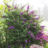 Black Knight butterfly bush with tall, arching stems covered in clusters of deep purple flowers, set against a misty outdoor background. The dense green foliage and vibrant blooms create a lush, wild look, with smaller purple flowers at the base adding layers of color. The bush is surrounded by rocks and other plants, giving it a natural, garden-like setting that’s inviting to butterflies and pollinators.