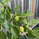 Close-up of unripe green black mission figs on a branch, surrounded by large, vibrant green leaves with distinct veining. The figs are small and firm, hinting at early stages of development. The wooden fence in the background provides a rustic setting, while the fresh foliage adds a lush, natural feel.