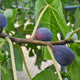 Close-up of ripe Black Mission figs on a branch, displaying a rich dark purple color with hints of blue and red. The figs have a smooth, plump appearance and are attached to sturdy, slightly curved stems. Large, vibrant green fig leaves surround the fruits, creating a natural, lush backdrop that highlights the figs' deep color.