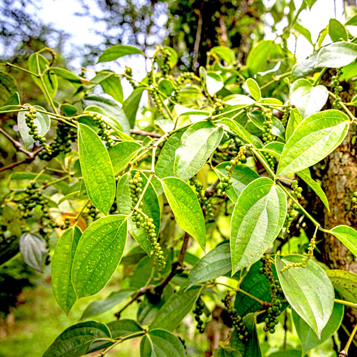 Pepper vine with broad green leaves growing upright.