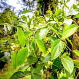 Pepper vine with broad green leaves growing upright.