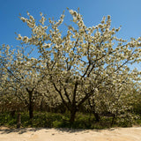 Black Tartarian cherry tree in full bloom, covered with clusters of delicate white flowers that contrast beautifully against the clear blue sky. The branches are densely laden with blossoms, creating a soft, cloud-like effect. The tree’s dark branches and trunk add depth, while the surrounding greenery at the base highlights the tree's vibrant springtime display.