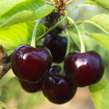 Cluster of Black Tartarian cherries hanging on a branch, showcasing their deep, almost black-red color and glossy surface. The cherries are plump and ripe, attached to slender green stems, with light green leaves surrounding them. Their rich color and shiny appearance highlight the fruit's sweet, juicy nature, making them a striking addition to any orchard or garden.