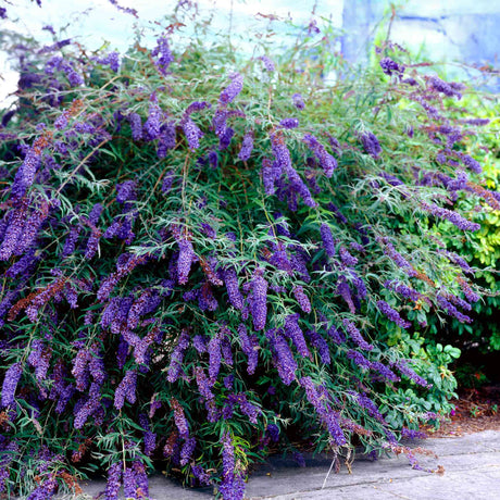 Large Black Knight butterfly bush with cascading branches covered in elongated clusters of deep purple flowers. The blooms are densely packed and vibrant, creating a striking contrast against the dark green foliage. The shrub has a sprawling, arching growth habit, giving it a lush, full appearance, perfect for attracting pollinators like butterflies to the garden.