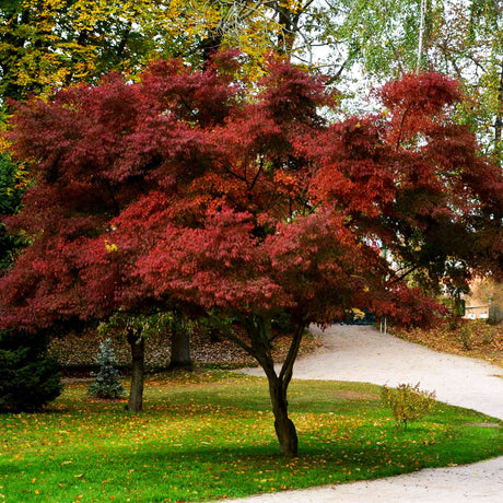 Bloodgood Japanese Maple tree with a dense, rounded canopy of deep red foliage, standing in a park-like setting. The tree’s vibrant leaves contrast beautifully with the surrounding greenery and fallen yellow leaves on the grass. A winding gravel path and other trees in the background add to the picturesque autumn landscape, highlighting the maple's striking color and elegant form.