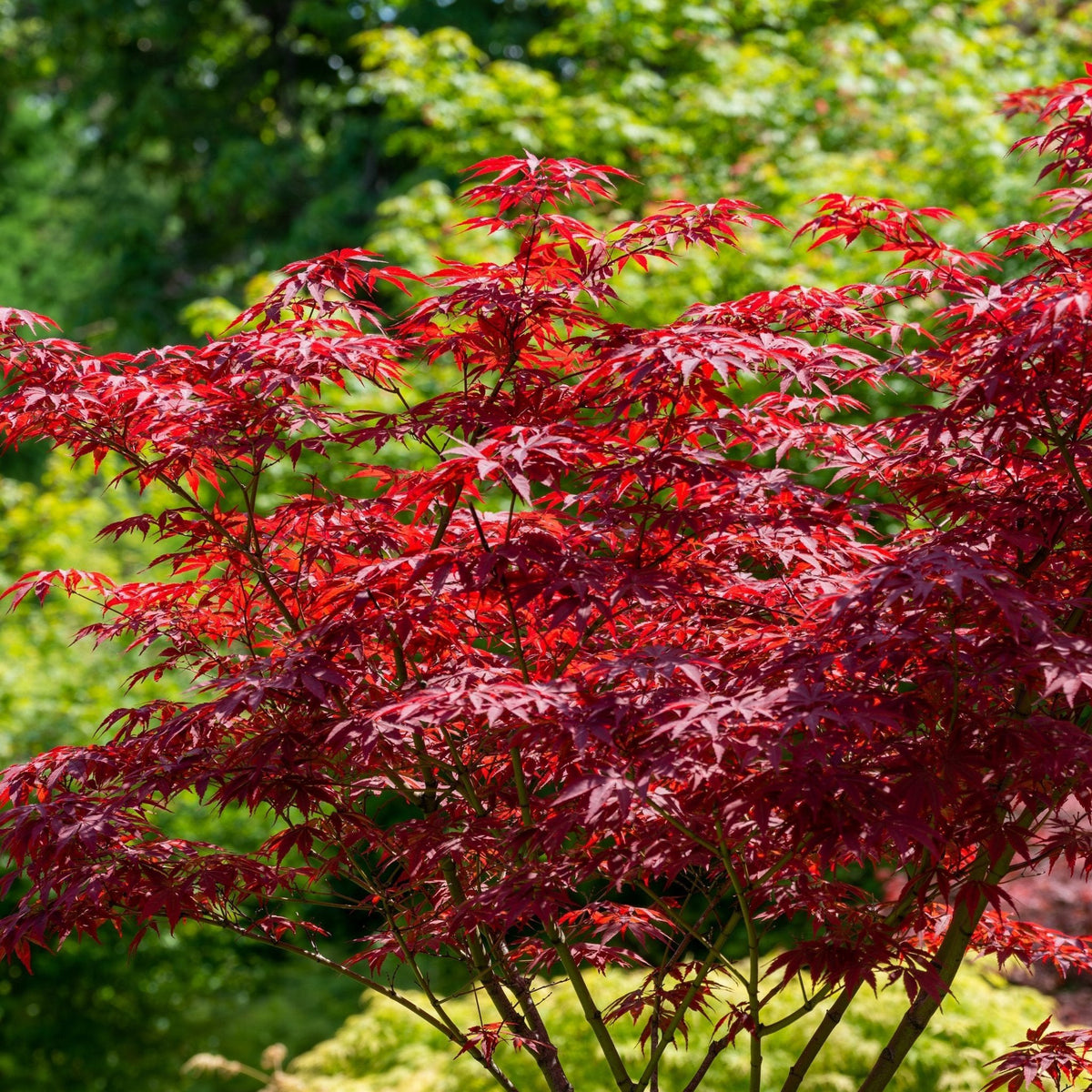 Japanese Red Maple Invasive Red Japanese Shrubs And Trees Your Garden: How To Grow Japanese Maples