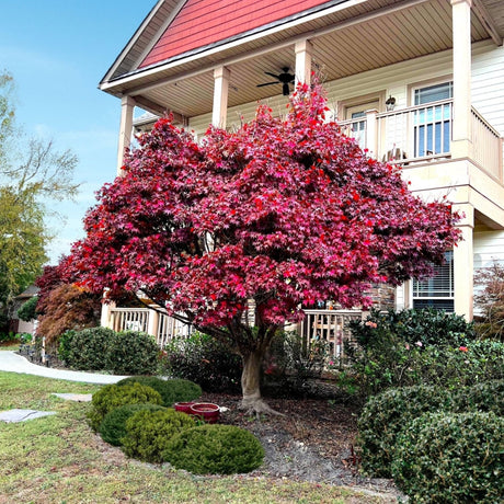 Bloodgood Japanese Maple tree in full, vibrant red foliage, standing in front of a two-story house with a red and beige exterior. The tree has a full, rounded canopy with delicate, lobed leaves that showcase a striking deep red color. Surrounded by green shrubs and small landscaped bushes, this Japanese Maple adds a dramatic, colorful contrast to the yard, enhancing the home’s curb appeal and providing a beautiful focal point in the landscape.