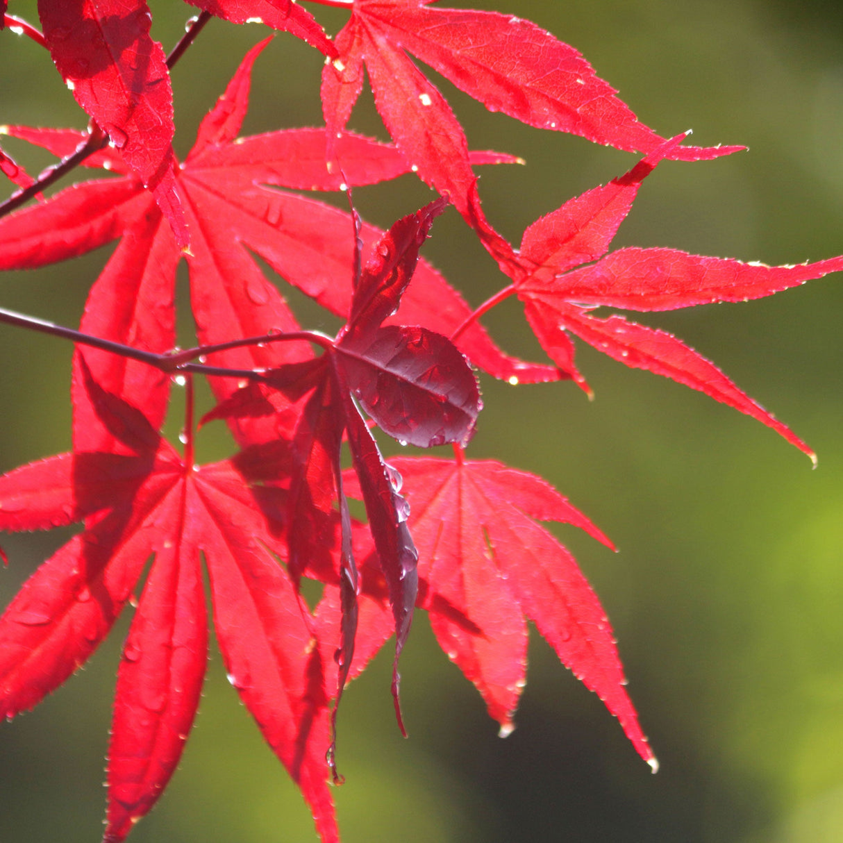 Close-up of vibrant red leaves from a Bloodgood Japanese Maple tree, with finely lobed, pointed edges. The sunlight highlights the rich red tones, creating a translucent effect that enhances the leaf veins and texture. The background is softly blurred, drawing focus to the delicate, vivid foliage and showcasing the maple's striking color.