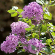 Bloomerang Lilac shrub with clusters of delicate, purple blossoms set against bright green leaves. The densely packed, small flowers form rounded clusters along the branches, creating a vibrant, fragrant display. The lilac blooms stand out beautifully in the sunlight, adding a touch of color and charm to the garden.