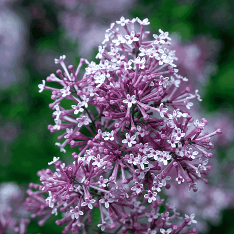 Close-up of Bloomerang Lilac flowers, showcasing small, delicate blossoms in shades of light purple and white. The star-shaped flowers form intricate clusters, with tiny buds and open blooms creating a textured, layered look. The soft, pastel colors and fine details of the petals give a fresh and elegant appearance, adding beauty and fragrance to the garden.