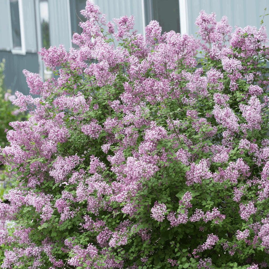 Full view of a Bloomerang Lilac shrub in full bloom, covered with clusters of light purple flowers. The dense, bushy plant is filled with small, delicate blossoms, creating a lush and vibrant display. The soft purple hues contrast with the rich green foliage, adding beauty and fragrance to the landscape.