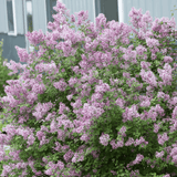 Full view of a Bloomerang Lilac shrub in full bloom, covered with clusters of light purple flowers. The dense, bushy plant is filled with small, delicate blossoms, creating a lush and vibrant display. The soft purple hues contrast with the rich green foliage, adding beauty and fragrance to the landscape.