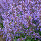 Picture Perfect Catmint in Bloom growing in a large group with other picture purrfect catmint blurred in the background.