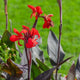 Red Toucan® Scarlet Canna Lily flowers with dark purple foliage in grassy landscape