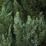 Close-up of Blue Point Juniper foliage displaying dense, blue-green needles with a slightly feathery texture, accented by small, silvery-blue berries that add visual interest to the plant. Ideal for adding year-round color and texture to garden landscapes.