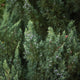 Close-up of Blue Point Juniper foliage displaying dense, blue-green needles with a slightly feathery texture, accented by small, silvery-blue berries that add visual interest to the plant. Ideal for adding year-round color and texture to garden landscapes.