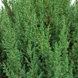 Close-up of Blue Point Juniper foliage, showcasing dense, vibrant green needles with a slightly feathery texture, adding lush and structured greenery to landscapes.