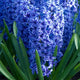 Close-up view of Blue Jacket Hyacinth flowers showcasing their rich, deep blue-purple blossoms. Each spike is densely packed with fragrant blooms, surrounded by lush green leaves, making them a standout addition to any spring garden with their vibrant color and captivating scent.