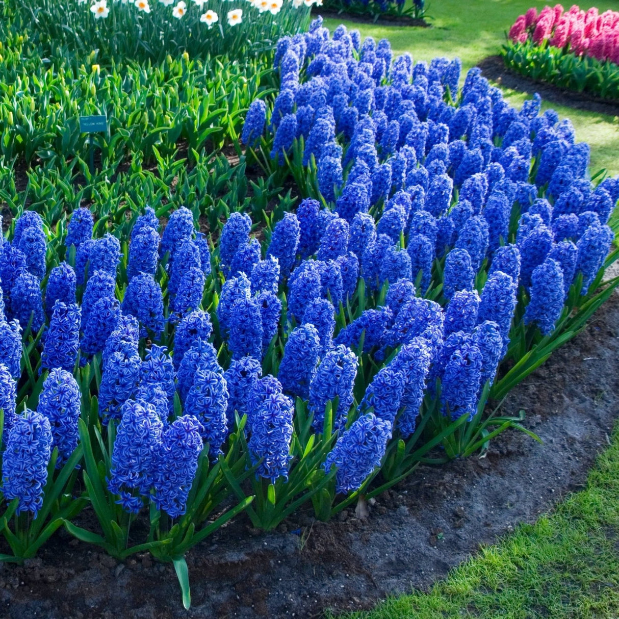 Bright, vibrant Blue Jacket Hyacinth flowers in full bloom, creating a stunning, dense display of deep blue-purple clusters. The hyacinths stand tall in a well-tended garden bed, bordered by lush greenery and colorful flowers in the background, adding a bold pop of color to any spring landscape.