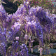 Dense clusters of blooming purple wisteria flowers of the blue moon wisteria vine hanging from thick woody vines along a wood and wire fence.