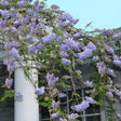 Blue Moon Wisteria climbing elegantly over a white pergola, showcasing clusters of lavender-blue flowers in full bloom against a clear sky. The cascading blossoms create a charming and lush display, perfect for garden trellises or arbors.