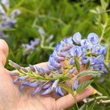 Hand holding a blooming cluster of Blue Moon Wisteria, displaying lavender-blue petals with subtle yellow accents. The flower buds and delicate leaves highlight the charm and unique color of this hardy, repeat-blooming wisteria variety.