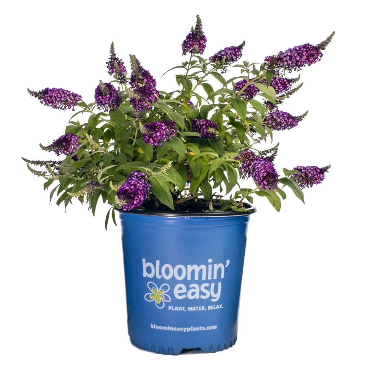 A potted Blueberry Pie Butterfly Bush in a blue "Bloomin’ Easy" container, with multiple purple flower spikes.