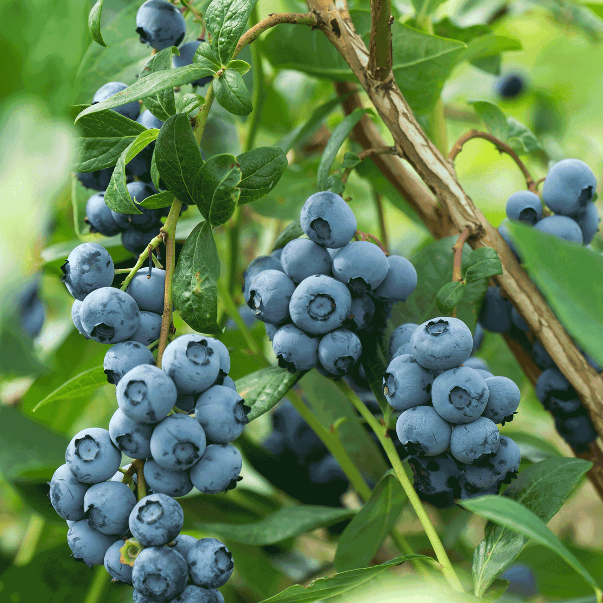 Clusters of ripe Bluecrop blueberries on the bush, with plump, blue berries surrounded by green leaves. The berries appear firm and ready for harvest, showcasing the productive yield and vibrant color of the Bluecrop variety.