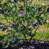 A mature blueberry bush laden with clusters of ripe blueberries, growing in a well-maintained garden bed with mulch. The plant is lush with green leaves, and the berries are ready for harvest, showcasing a healthy and productive blueberry plant in a sunny outdoor setting.