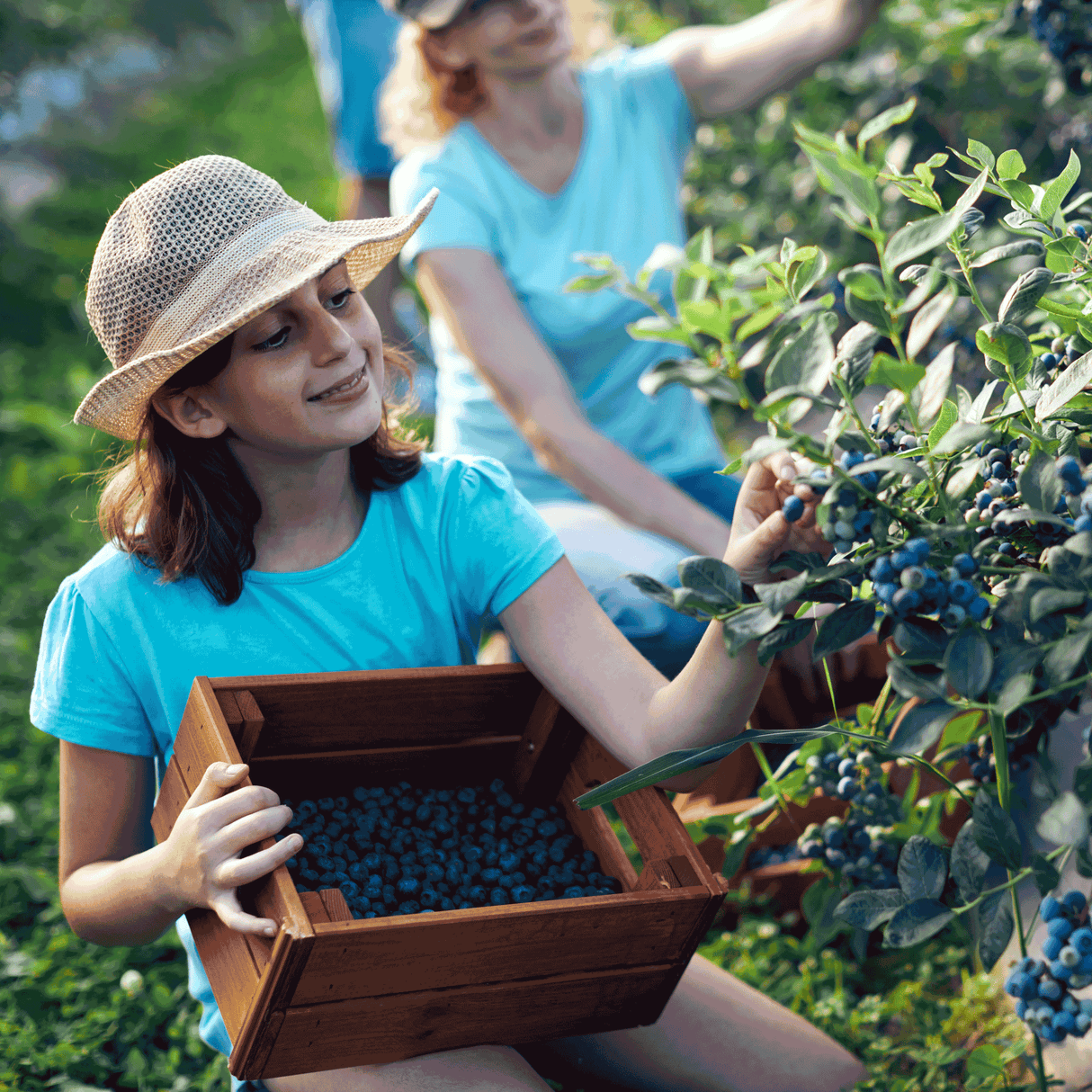 A young girl wearing a sunhat and blue shirt picking blueberries from a bush, holding a wooden crate filled with freshly picked blueberries. An adult in the background is also harvesting, showing a family enjoying a blueberry-picking experience in a lush, green field.