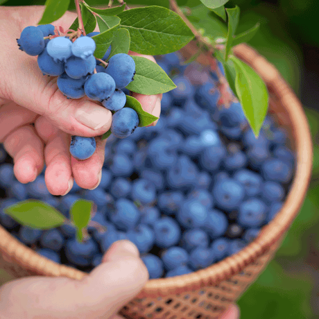 A person gently picking ripe Bluecrop blueberries from a bush, with a wicker basket full of harvested blueberries in the background. The berries are plump and deep blue, showcasing the abundant yield and rich color of the Bluecrop variety.