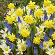 A colorful spring bulb mix with bright yellow and white daffodils interspersed with clusters of deep blue grape hyacinths, creating a vibrant 'Blueberry Lemonade' look in a garden bed.