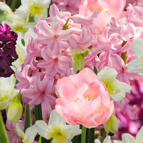 A beautiful arrangement of pastel-hued flowers from the Blushing Ballerina Bulb Mix, featuring soft pink tulips, light pink hyacinths, and delicate white and pale yellow daffodils. The blooms create a gentle and harmonious display of spring colors.