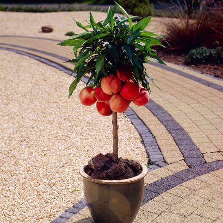 A compact Bonanza Patio Peach tree growing in a decorative pot, featuring lush green leaves and clusters of ripe, red-blushed peaches. The small tree is ideal for patios or small outdoor spaces, providing a beautiful and productive focal point with its vibrant fruit and tidy form.