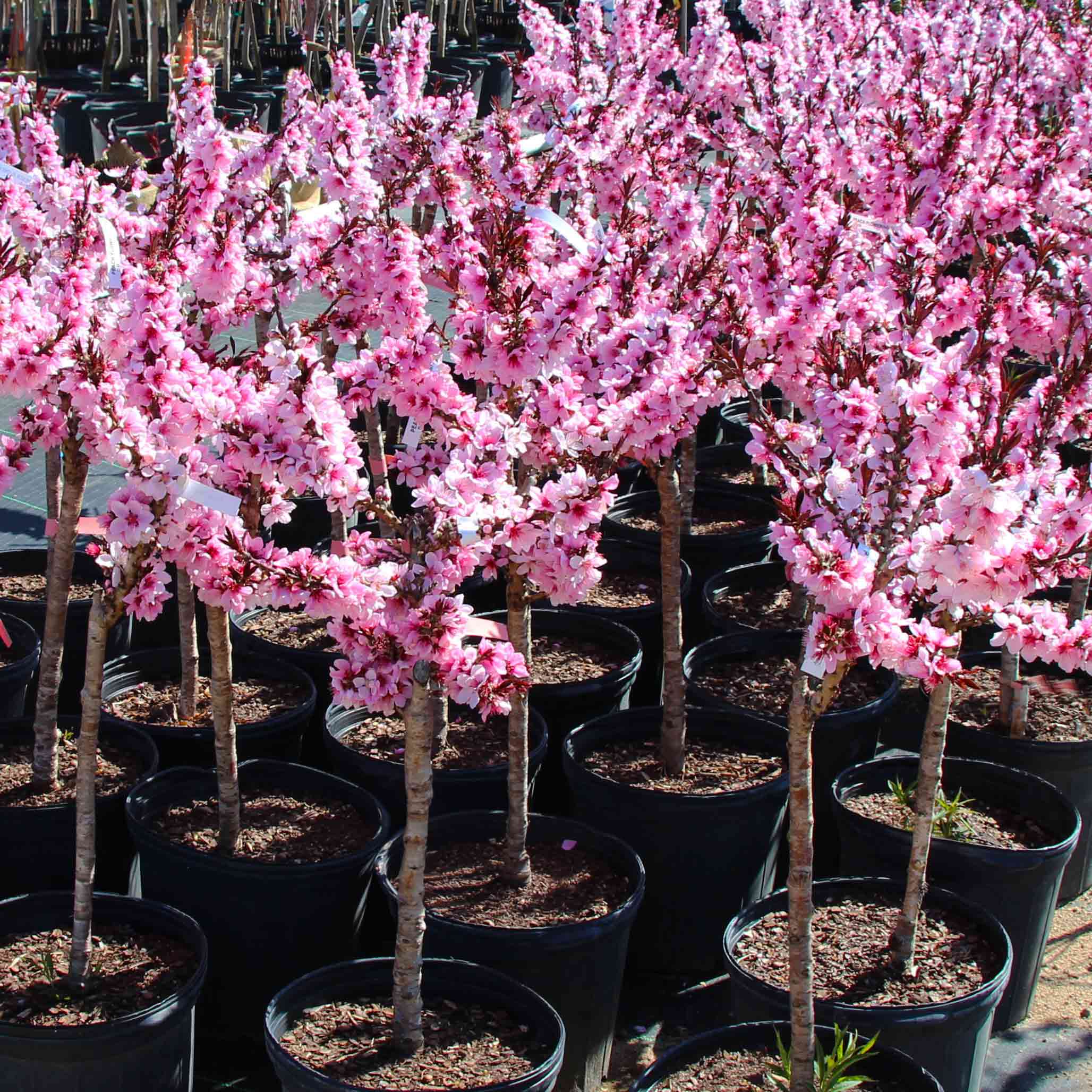 Bonfire Patio Peach Tree – Full Sized Peaches on a Small Tree