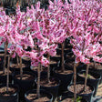 A row of Bonfire Patio Peach trees in pots, each displaying an abundance of vibrant pink blossoms on compact branches. The trees are ideal for patios or small gardens, offering a stunning display of spring color with their ornamental flowers and tidy, upright form.