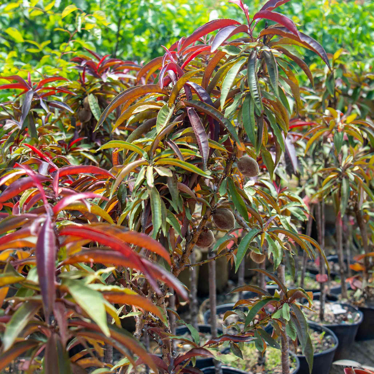 Bonfire Patio Peach trees with unique, colorful foliage in shades of red, bronze, and green, growing in pots. The trees display small developing peaches among the vibrant leaves, showcasing their ornamental beauty and compact growth, ideal for patios and small spaces.